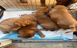 Dogue De Bordeaux dogs for sale: Beautiful KC Dogue De Bordeaux Puppies - Advert 25