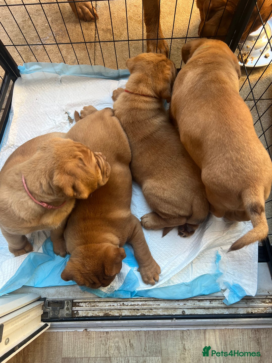 Dogue De Bordeaux dogs for sale: Beautiful KC Dogue De Bordeaux Puppies - Advert 25