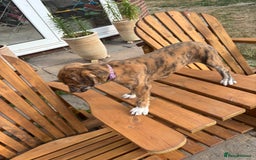 Lurcher dogs for sale: Working lurcher pups  - Image 5