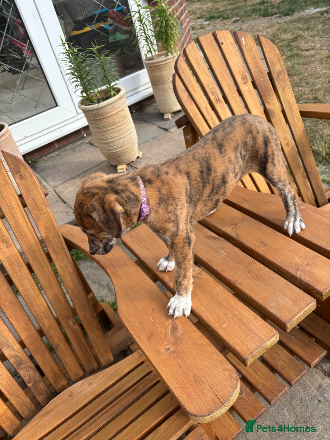 Lurcher dogs for sale: Working lurcher pups  - Image 5