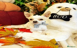 Chihuahua dogs for stud: Teacup Chihuahua for stud - Image 1