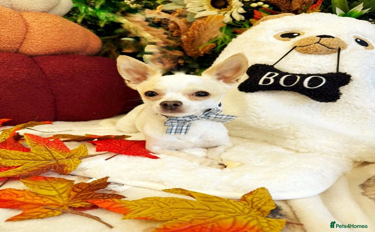 Chihuahua dogs - Advert 1