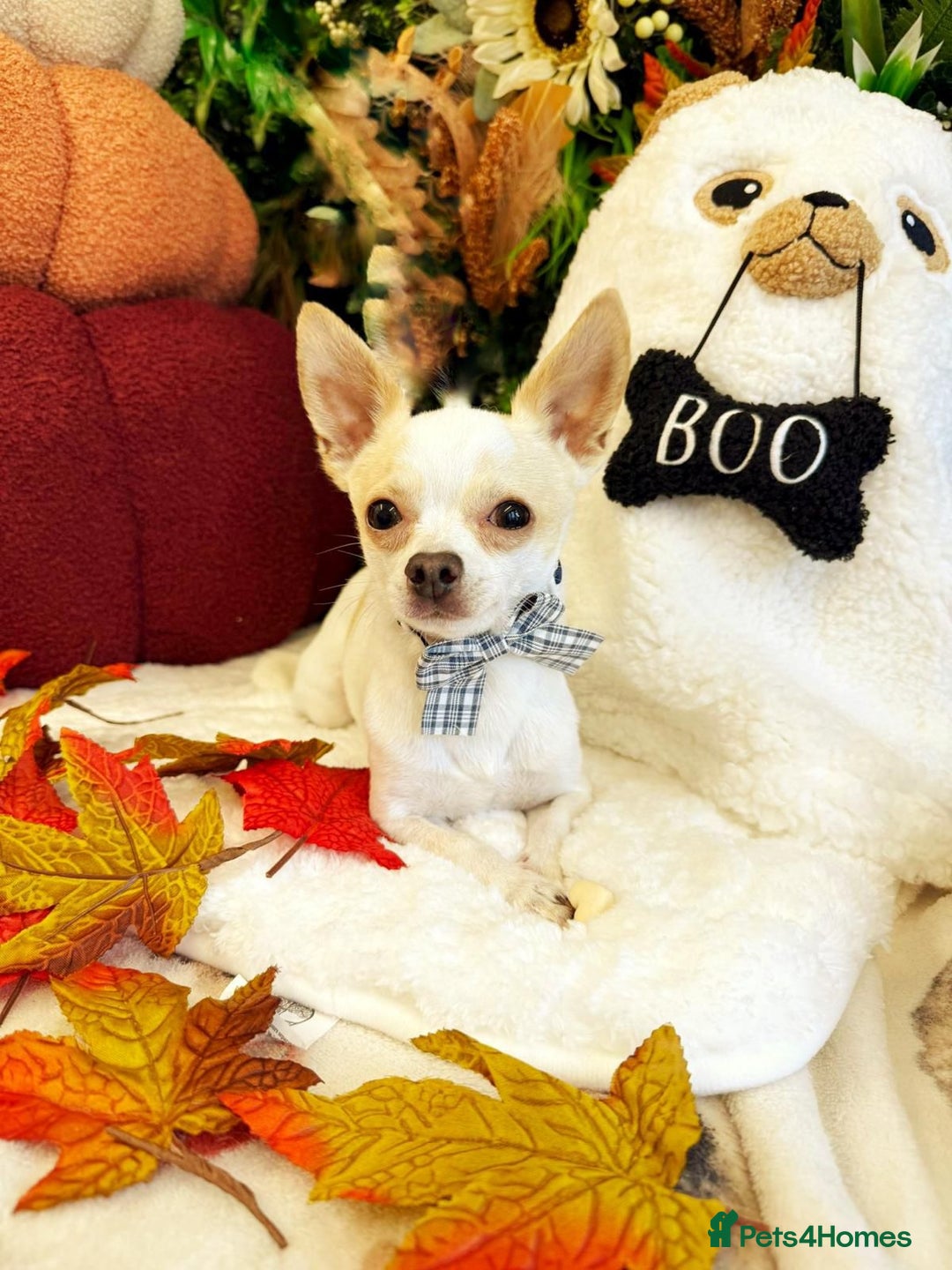 Chihuahua dogs for stud: Teacup Chihuahua for stud - Image 1