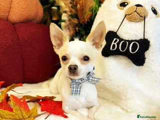 Chihuahua dogs - Advert 26