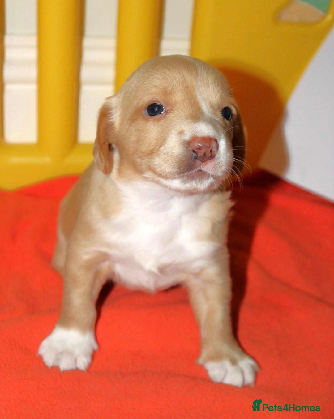 Cockerdor dogs for sale: Lovely Cockerdor puppies for sale  - Advert 12