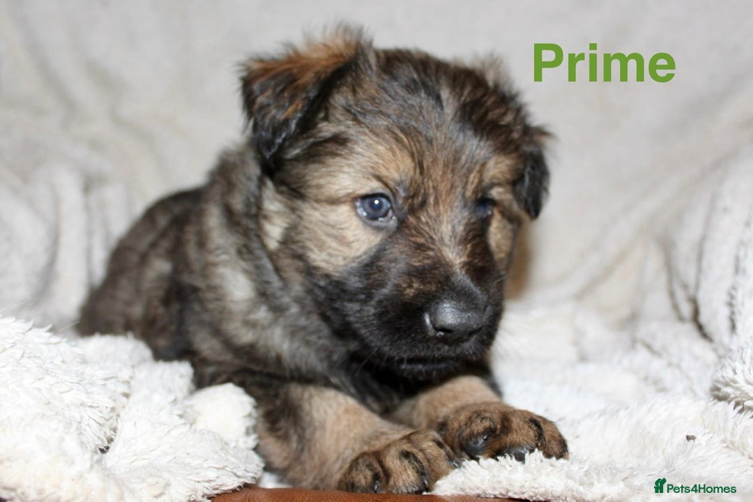 German Shepherd dogs for sale: German shepherd puppies  - Advert 5