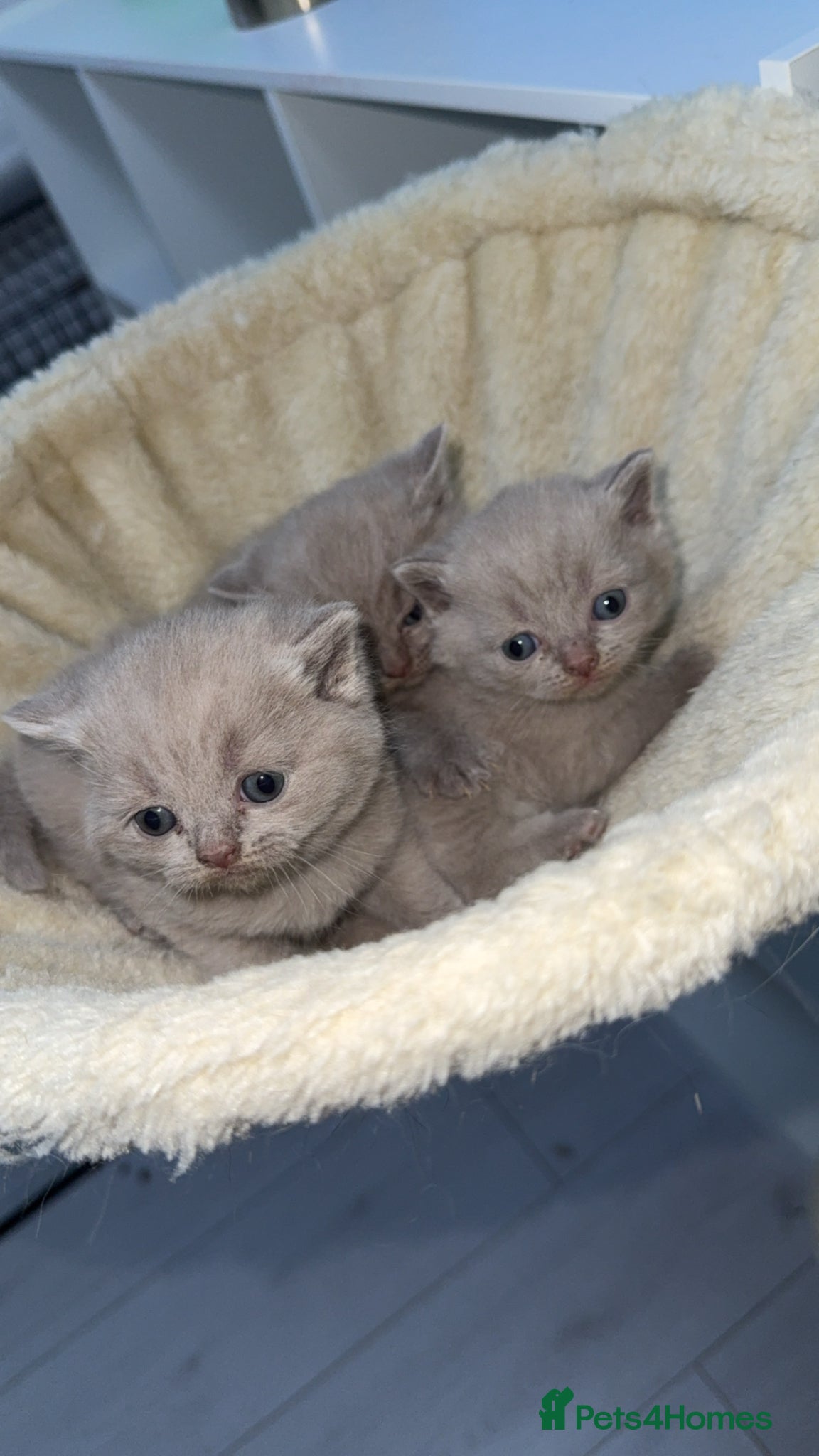 Scottish Fold cats Beautiful scottishfold/Scottish straight kittens🥰 - Advert 1
