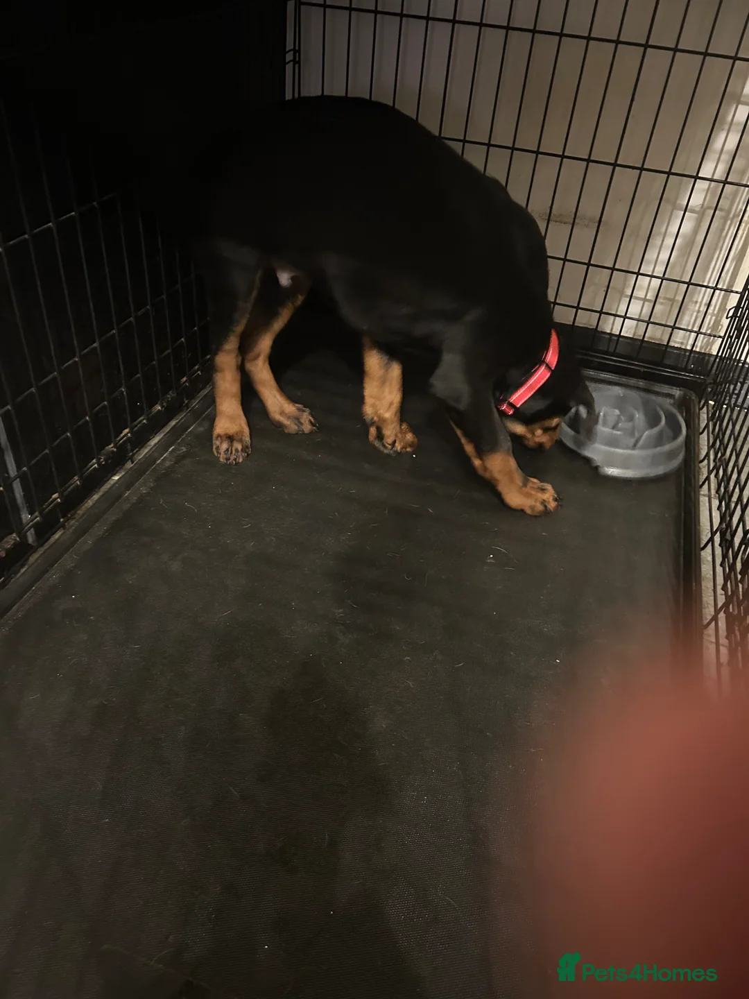 Rottweiler dogs for sale: Rottweilers for sale 2 males 1 female  - Advert 4