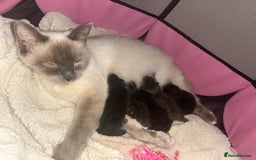 Ragdoll cats for sale: Ragdoll x Bengal  - Image 18