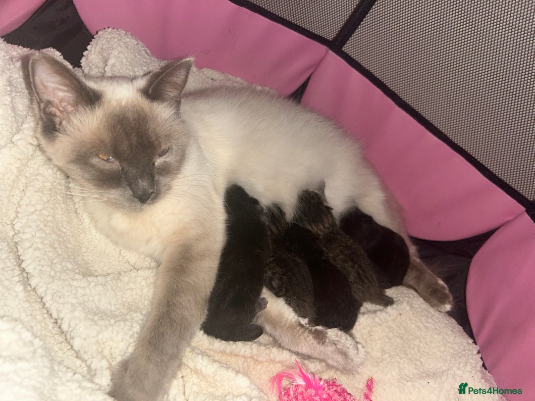 Ragdoll cats for sale: Ragdoll x Bengal  - Image 18