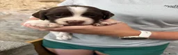 English Springer Spaniel dogs for sale: Springer spaniel puppies  - Advert 10