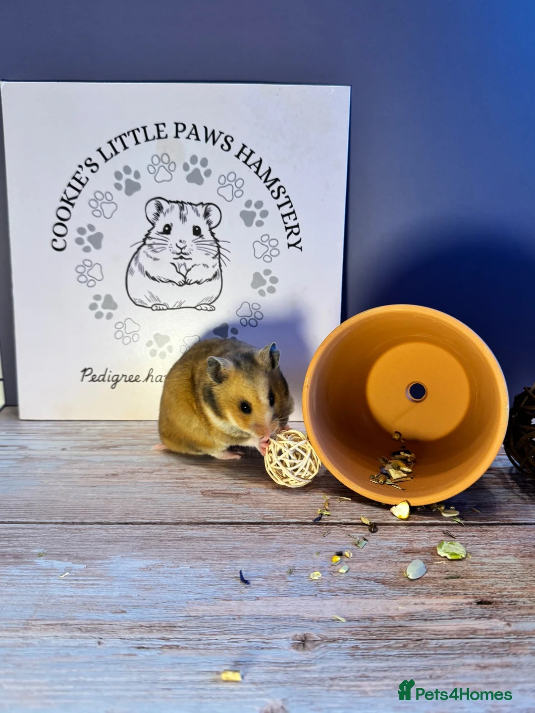 Hamster rodents for sale: Pedigree Syrian hamsters  - Advert 3