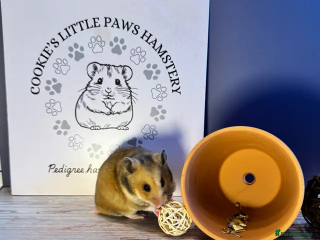 Hamster rodents for sale: Pedigree Syrian hamsters - Advert 2