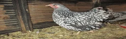 Hens poultry for sale: Hatching eggs  Silver Laced Wyandotte Bantams - Advert 4