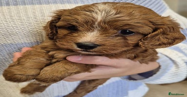 Cavapoo dogs - Advert 2