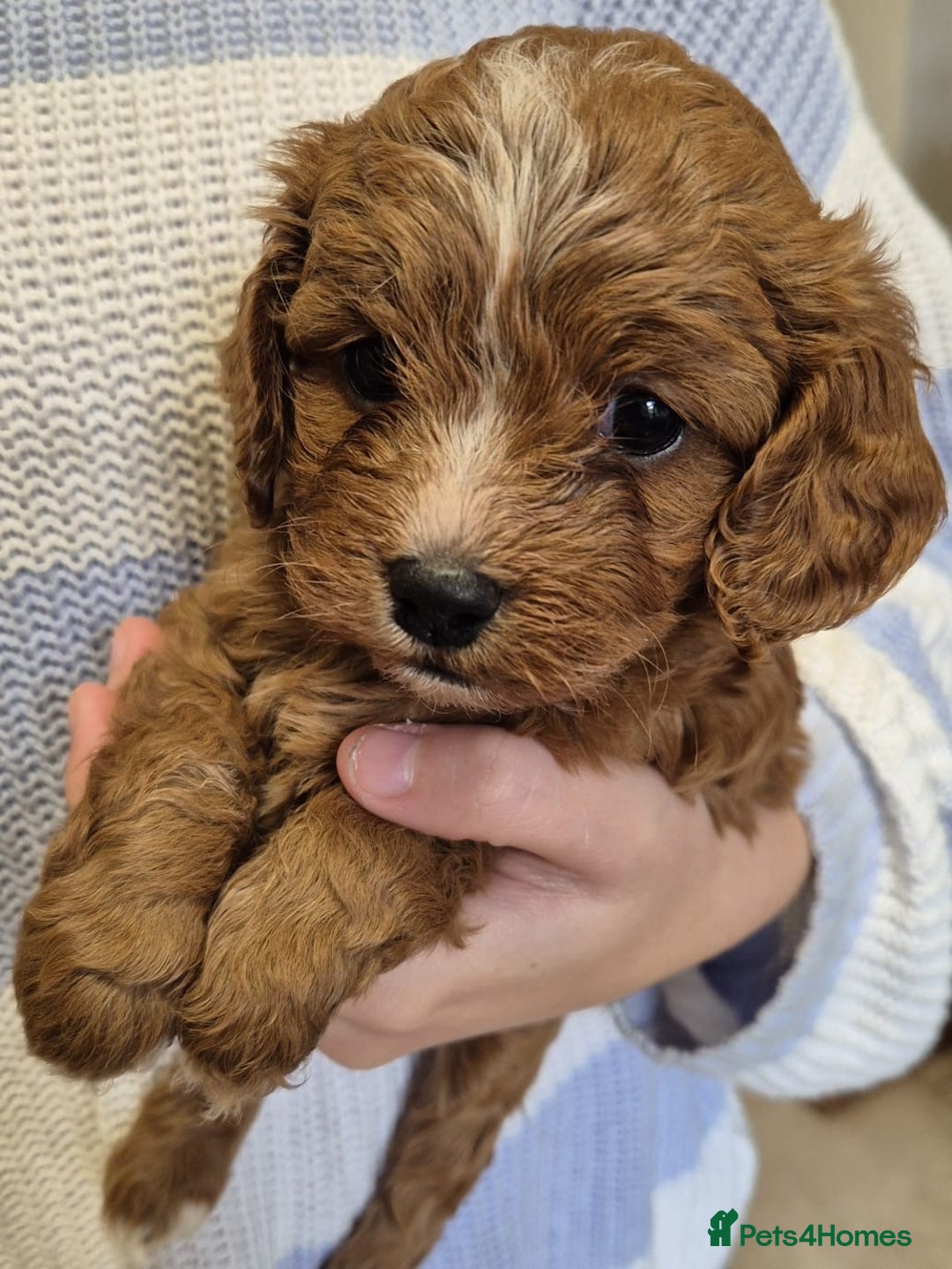 Cavapoo dogs for sale: Top quality Cavapoo pups from proven parents - Image 2