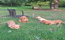 Cocker Spaniel dogs for sale: Working type cocker spaniel boys - Image 31