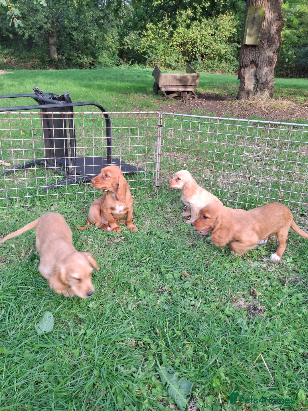 Cocker Spaniel dogs for sale: Working type cocker spaniel boys - Image 31