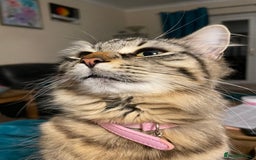 Maine Coon cats for sale: Maine Coon cross cat  - Image 8