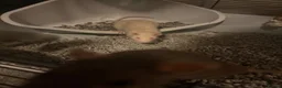 Rat rodents for sale: 3 female Rats - Advert 5