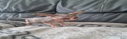 Sphynx cats for sale: Canadian Sphynx Kittens Looking for Loving Homes  - Advert 19