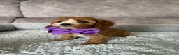 Cavapoo dogs for sale: Beautiful Red F1 Cavapoo Puppies - Advert 4
