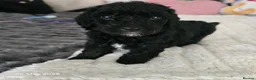 Mixed Breed dogs for sale: Black cockapoo  - Advert 8