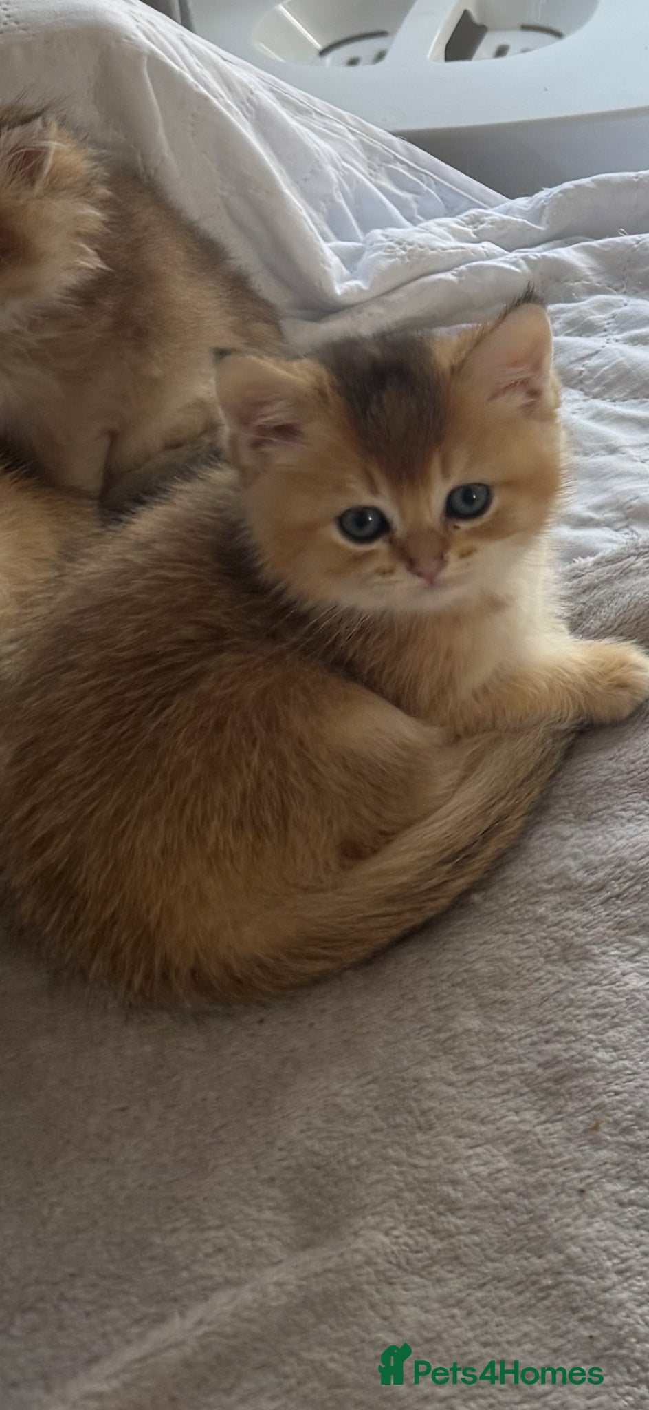 Scottish Fold cats for sale: Scottish pedigree golden kittens - Advert 2