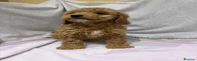 Cavapoo 5