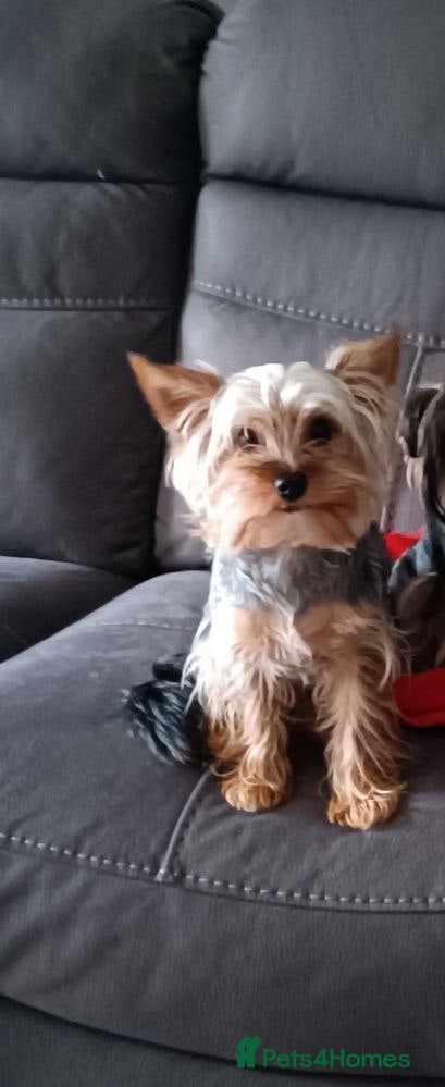 Yorkshire Terrier dogs yorkshire terrier girl - Advert 10