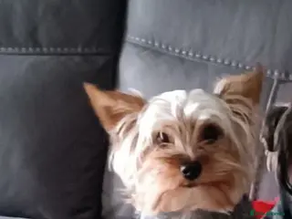 Yorkshire Terrier dogs yorkshire terrier girl - Advert 10