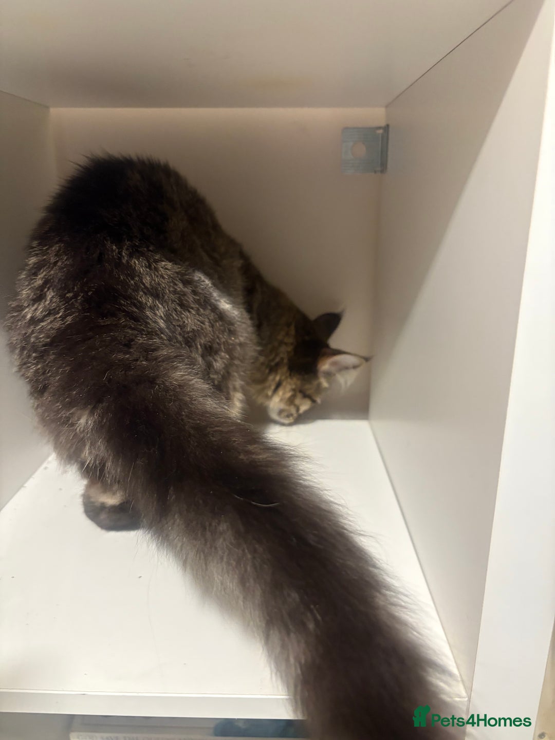 Maine Coon cats for sale: Maine coon  - Advert 3