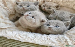 British Shorthair cats for stud: 💙 BIG BLUE STUD EAST MIDLANDS 💙 in Derby - Image 8