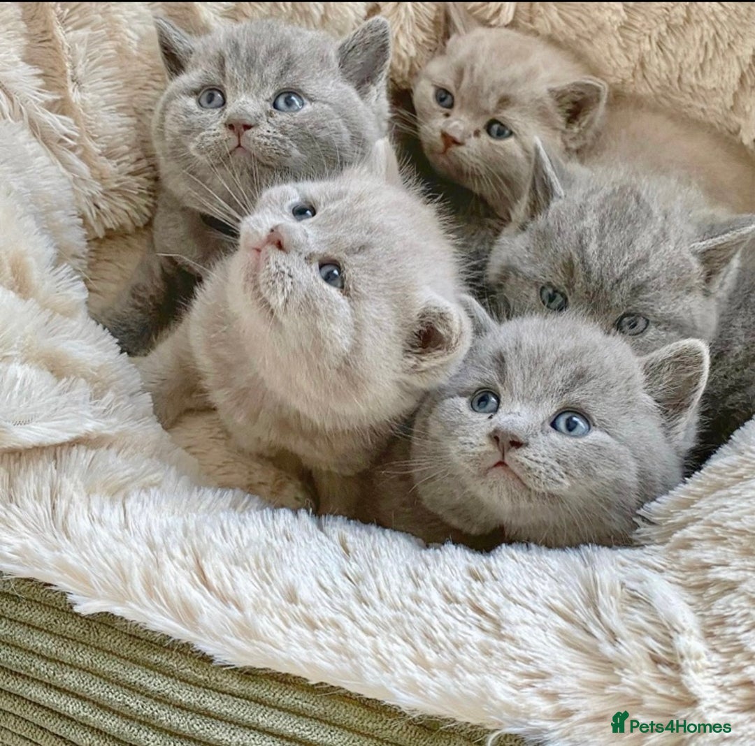 British Shorthair cats for stud: 💙 BIG BLUE STUD EAST MIDLANDS 💙 in Derby - Image 8