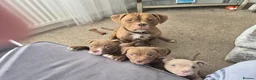 American Bully dogs for sale: Micro pocket bullies  in Bishop Auckland - Advert 6