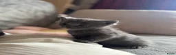 British Shorthair cats for sale: British short hair  - Advert 4
