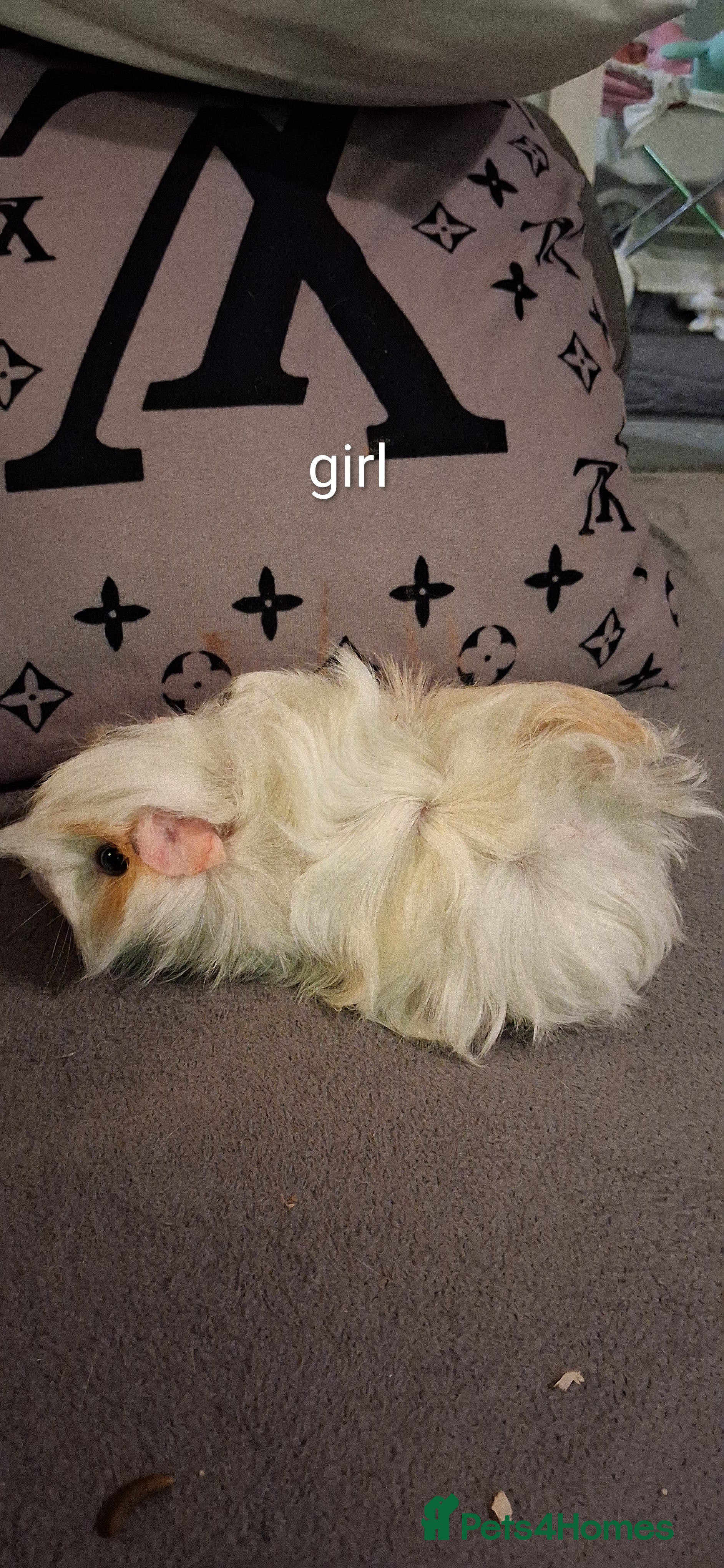 Guinea Pig rodents Baby boys and 1 girl now reduced as 12 eeeks - Advert 17