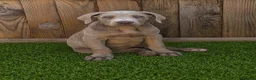 Cane Corso dogs for sale: Cane corso pups fully vaccinated  - Advert 16