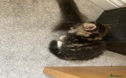 Mixed Breed cats for sale: Big fluffy kittens for sale part Maine coon - Image 3