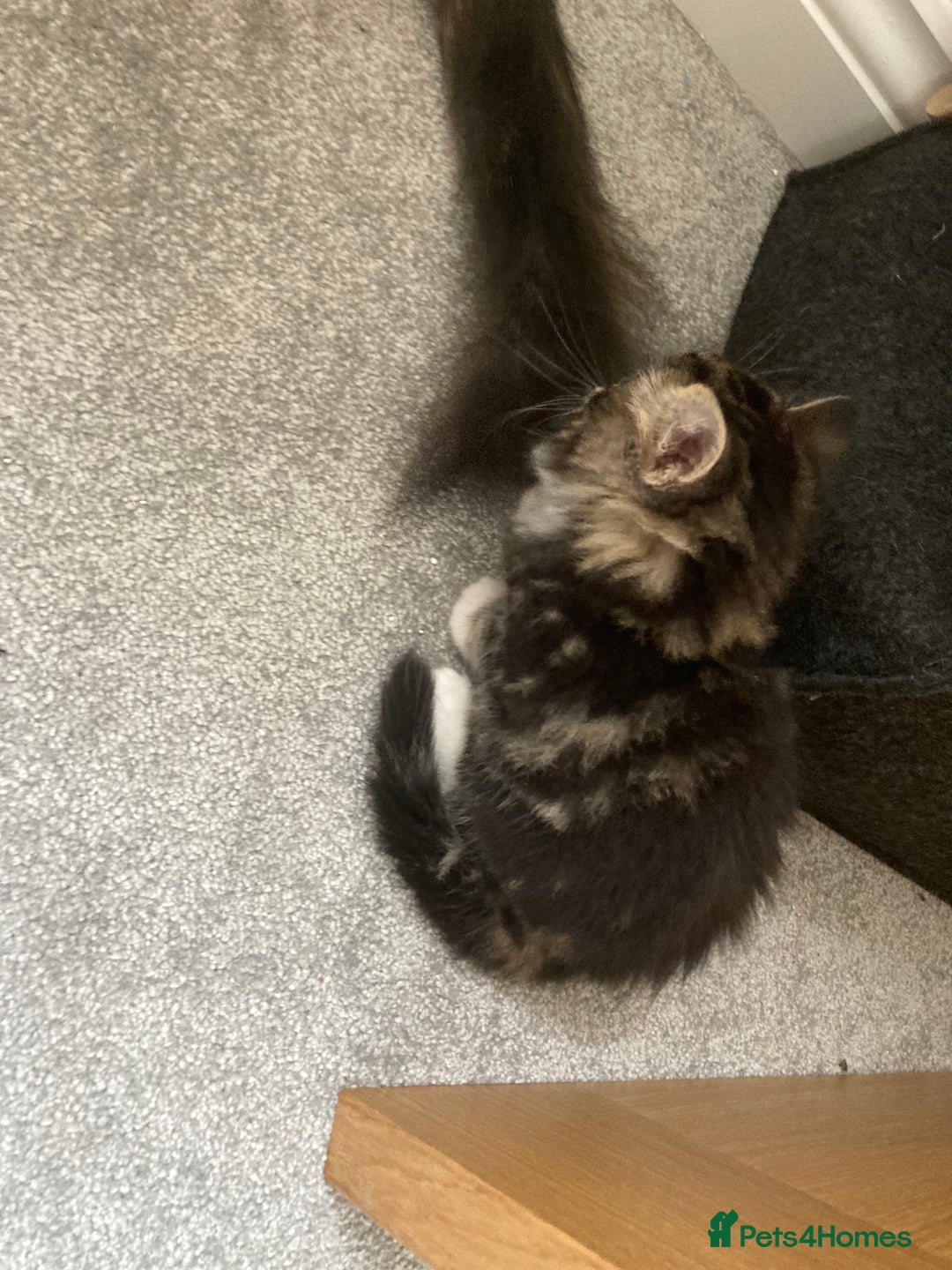 Mixed Breed cats for sale: Big fluffy kittens for sale part Maine coon - Image 3