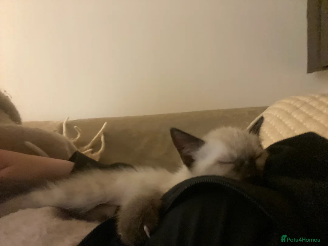 Mixed Breed cats for sale: Miso the Ragdoll × Siamese needs a home - Advert 18