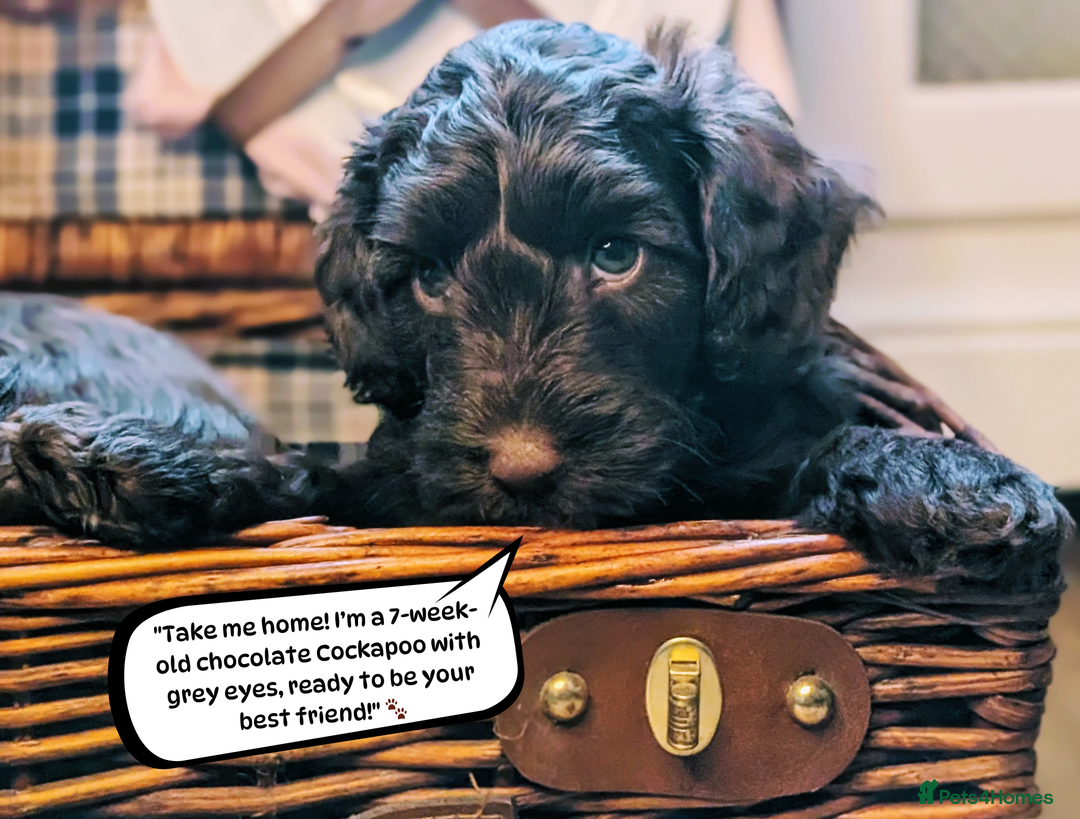 Cockapoo dogs for sale: 5 males, 7 week old Cockerpoo for sale  - Image 14