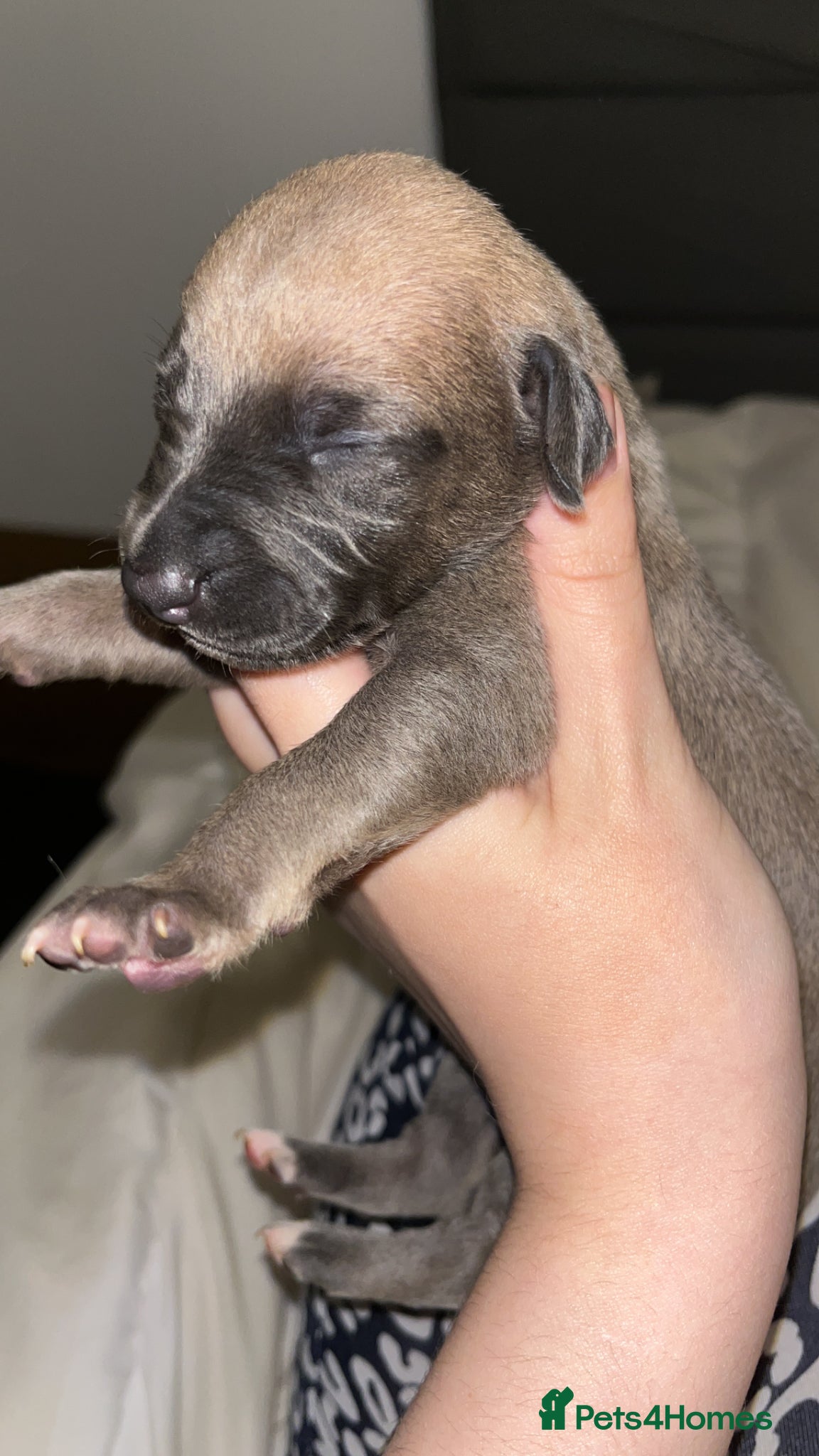 Whippet dogs KC Whippets- Fawn Girl remaining!  - Advert 7