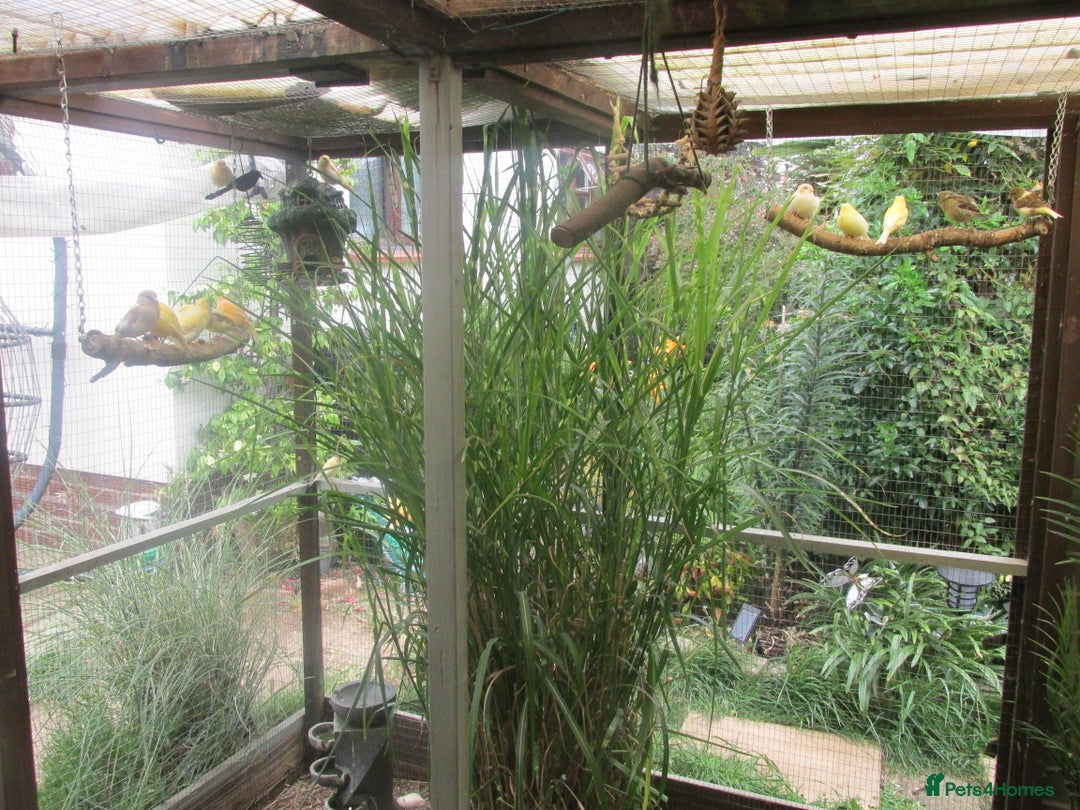 Canaries birds for sale: 2025 young aviary bred canaries for sale - Image 12