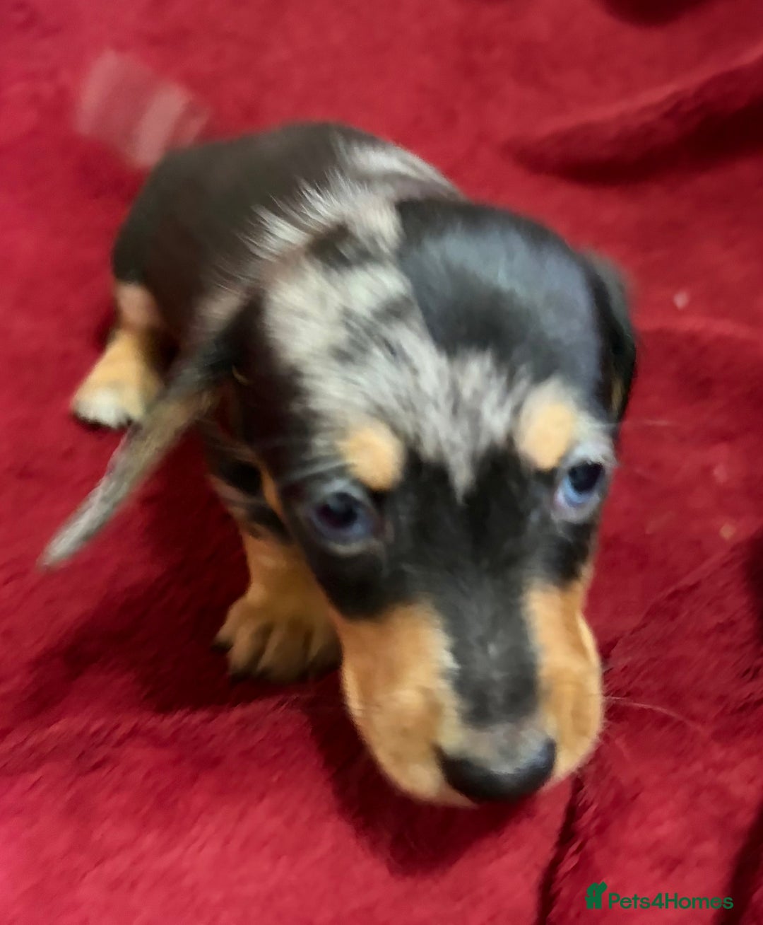 Miniature Dachshund dogs for sale: Stunning Miniature Dachshund Boys 💙 - Advert 9