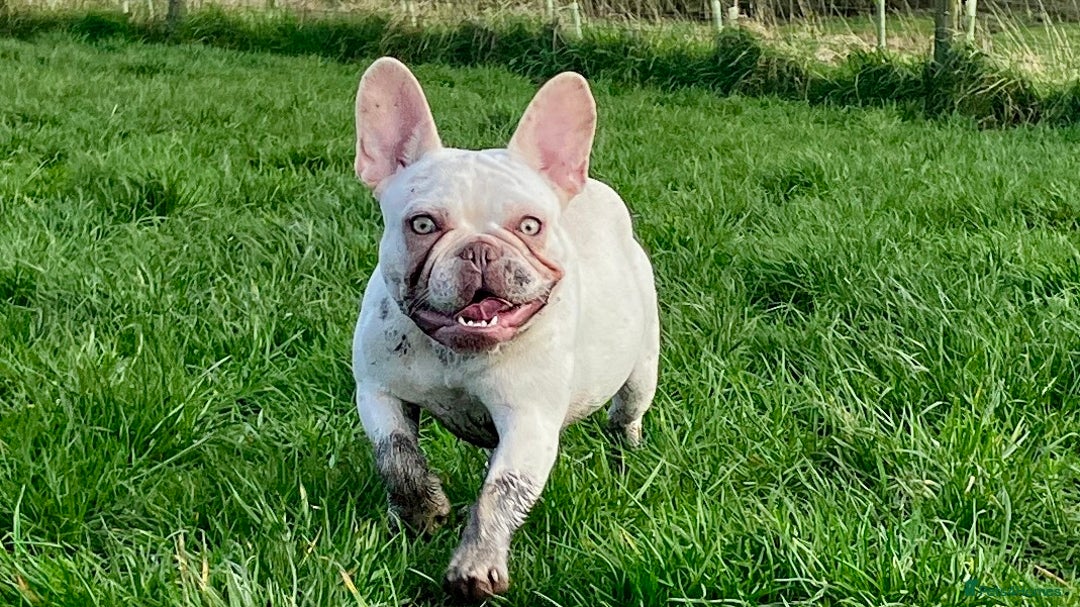 French Bulldog dogs for sale: 2 Frenchie girls  - Image 2