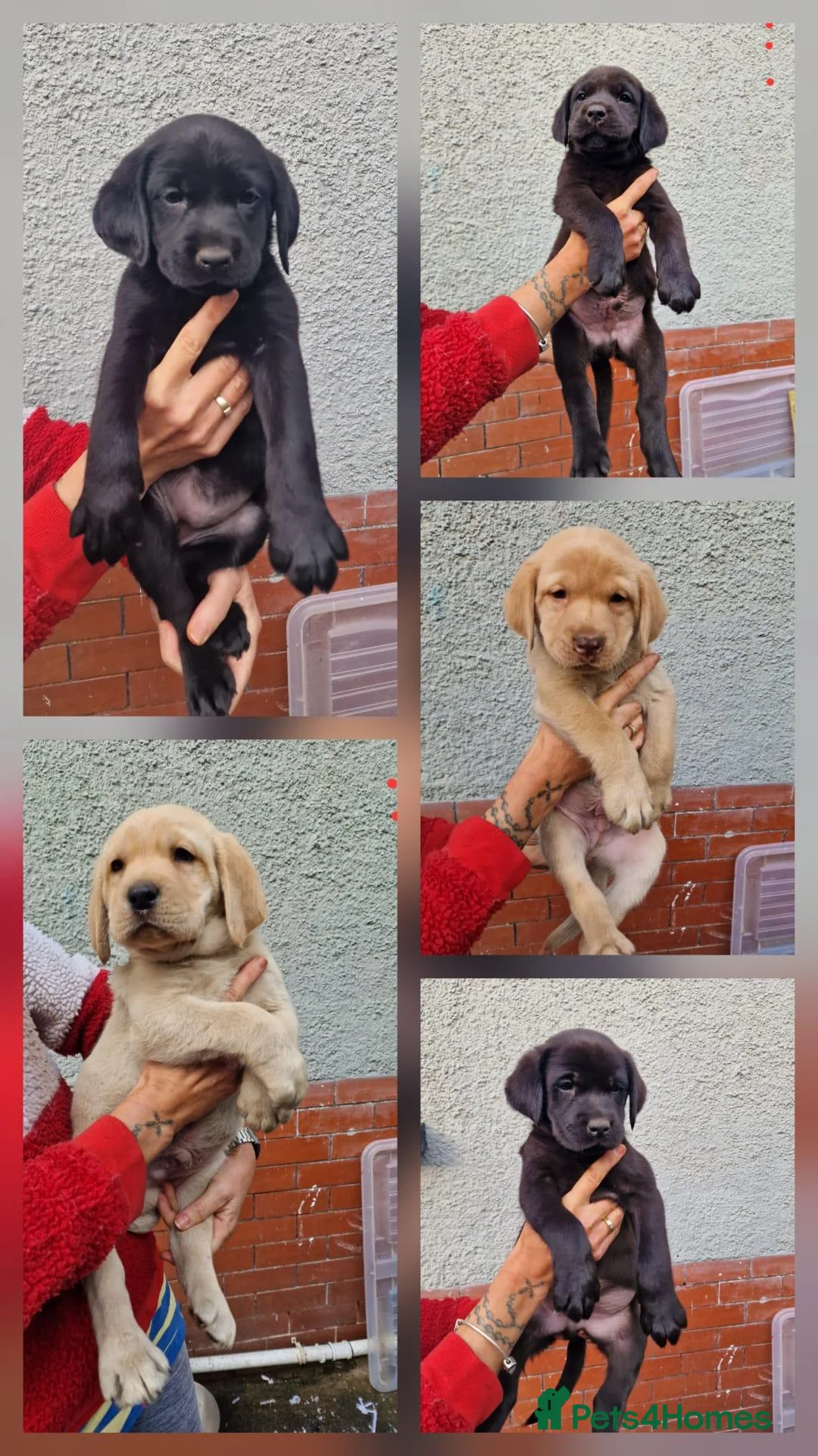Labrador Retriever dogs for sale: 10 beautiful pedigree labrador pups in Pontypool - Advert 2
