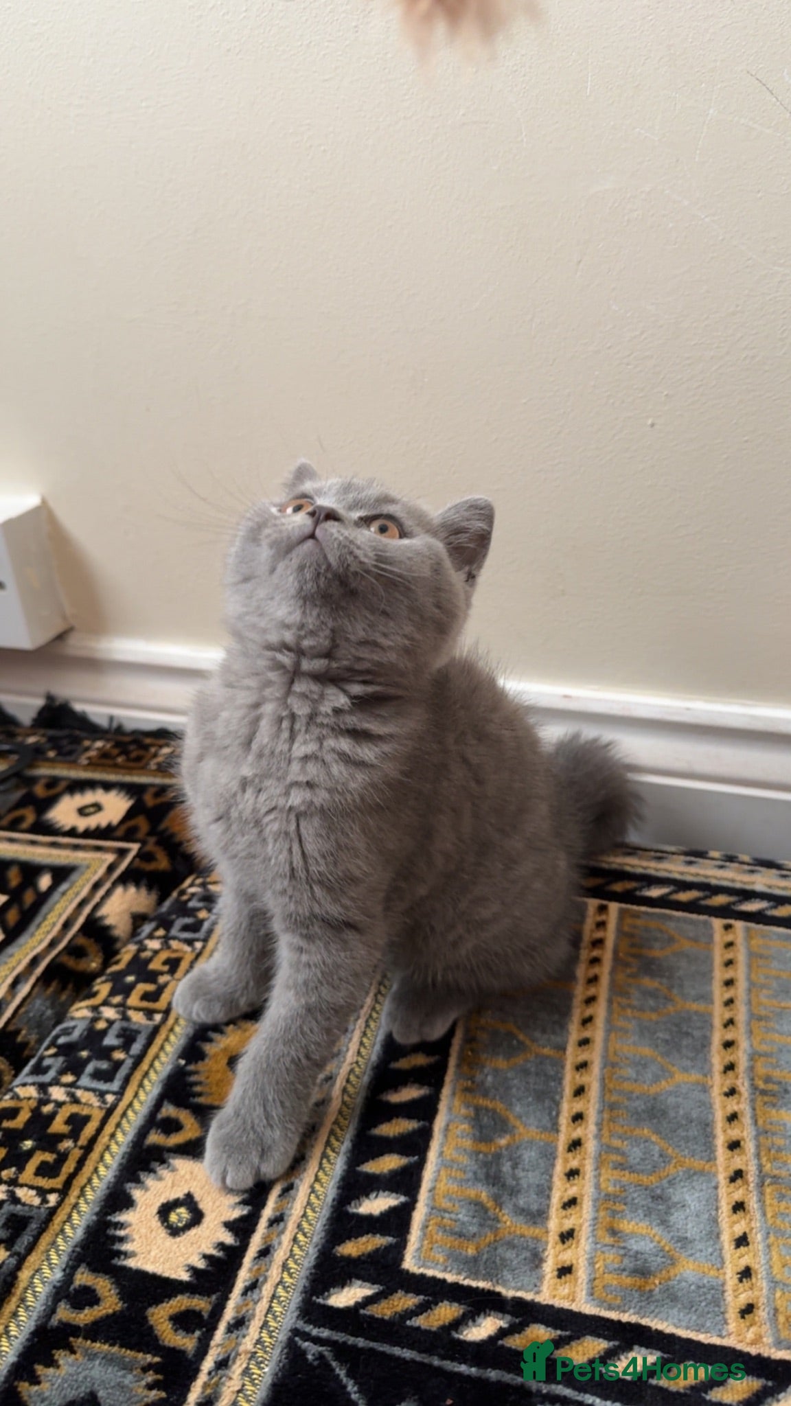British Shorthair cats Last boy left very cute and playfull  - Advert 13