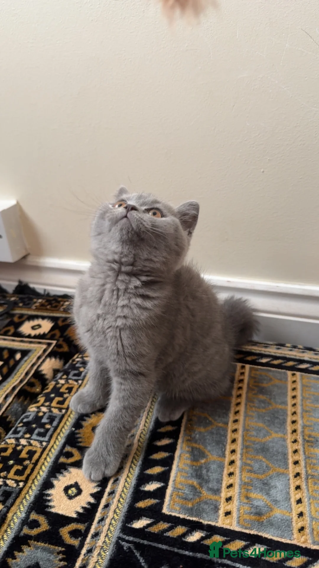 British Shorthair cats for sale: Last boy left very cute and playfull  - Advert 1