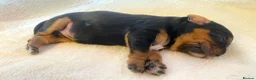Cavalier King Charles Spaniel dogs for sale: K.C registered Black n Tan Cavalier King Charles - Advert 3